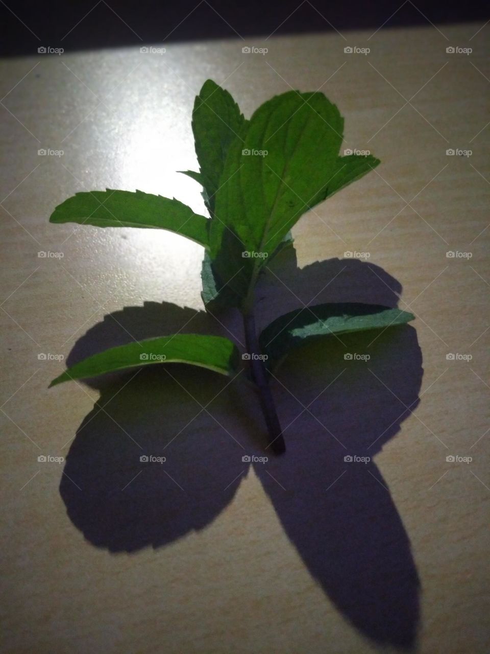 Mint leaf