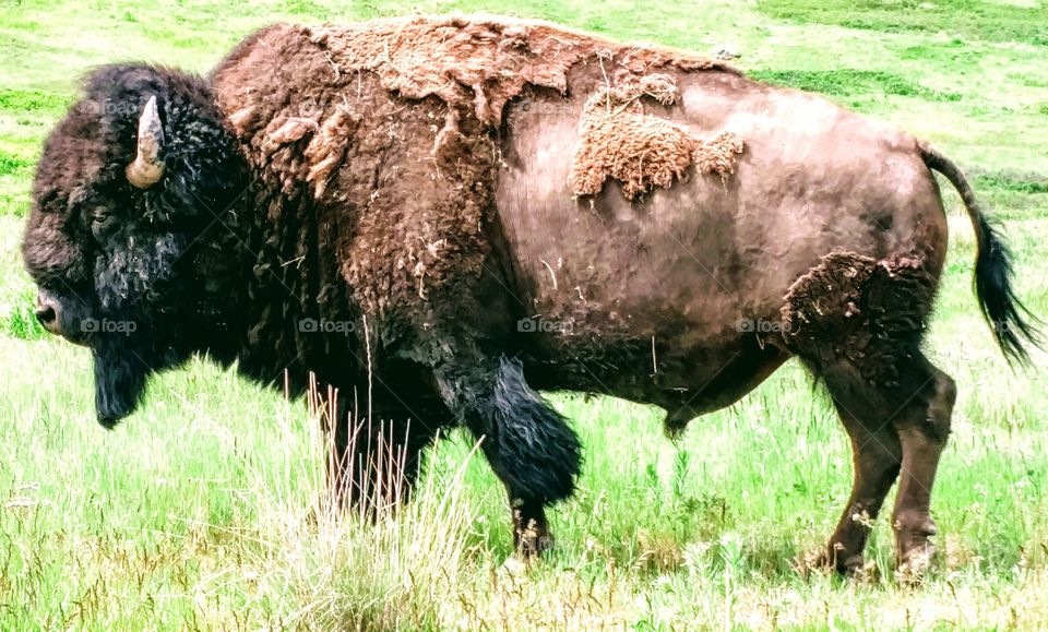 bison