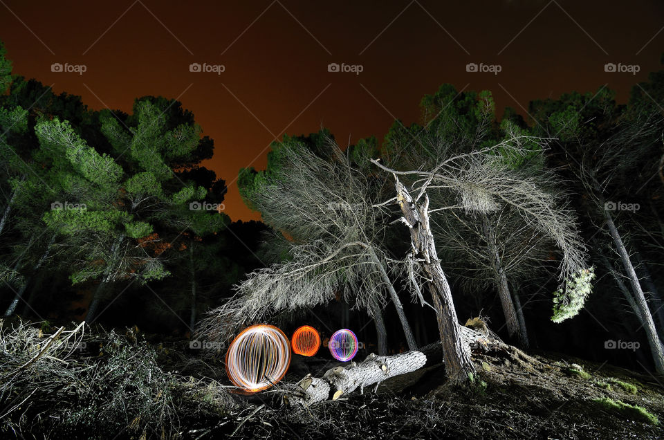 Illuminated lights in forest