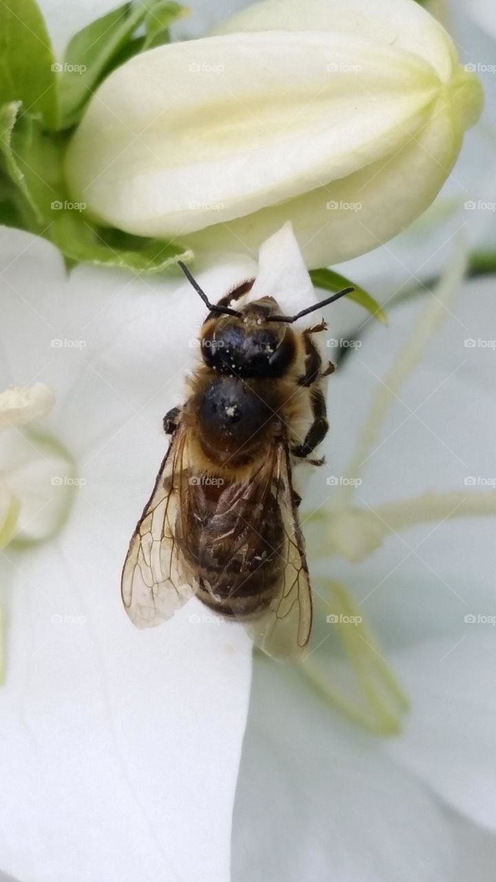 bee