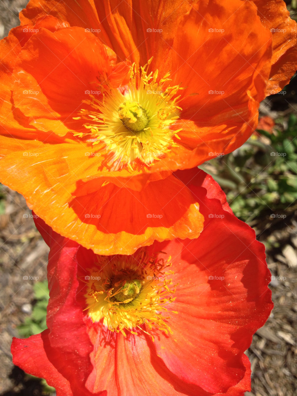 yellow stigma flower orange by kshapley