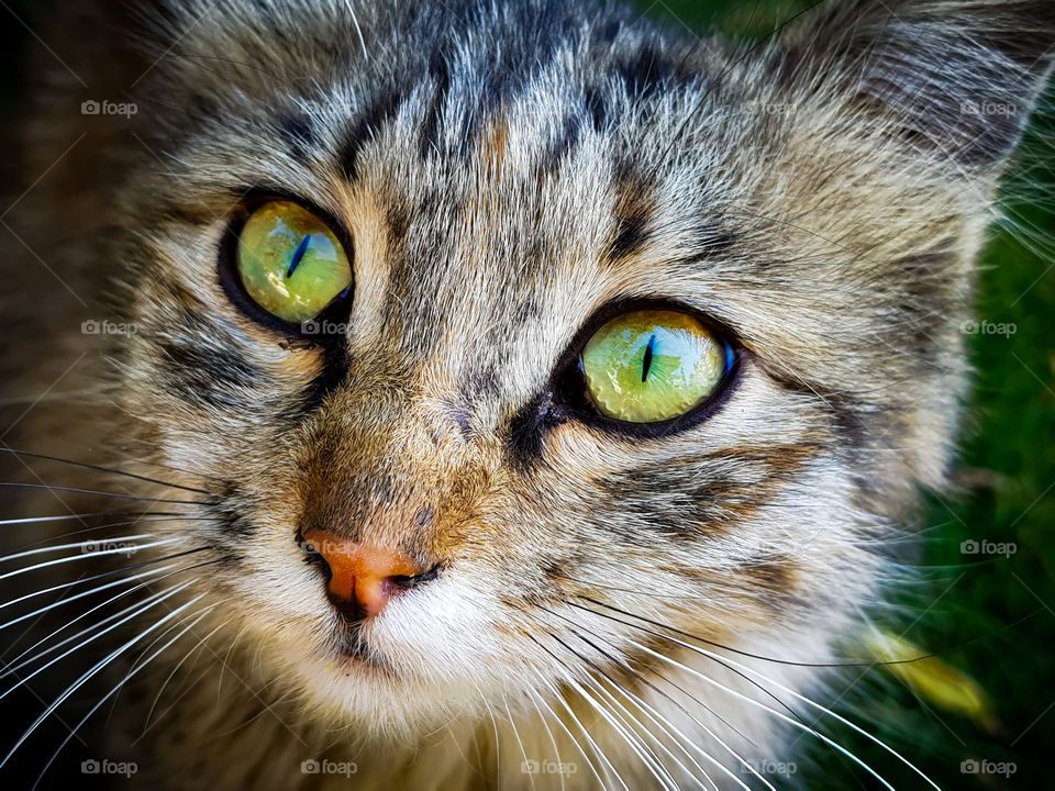 this cat has soul piercing eyes with its straight pupils and green irises looking at the camera