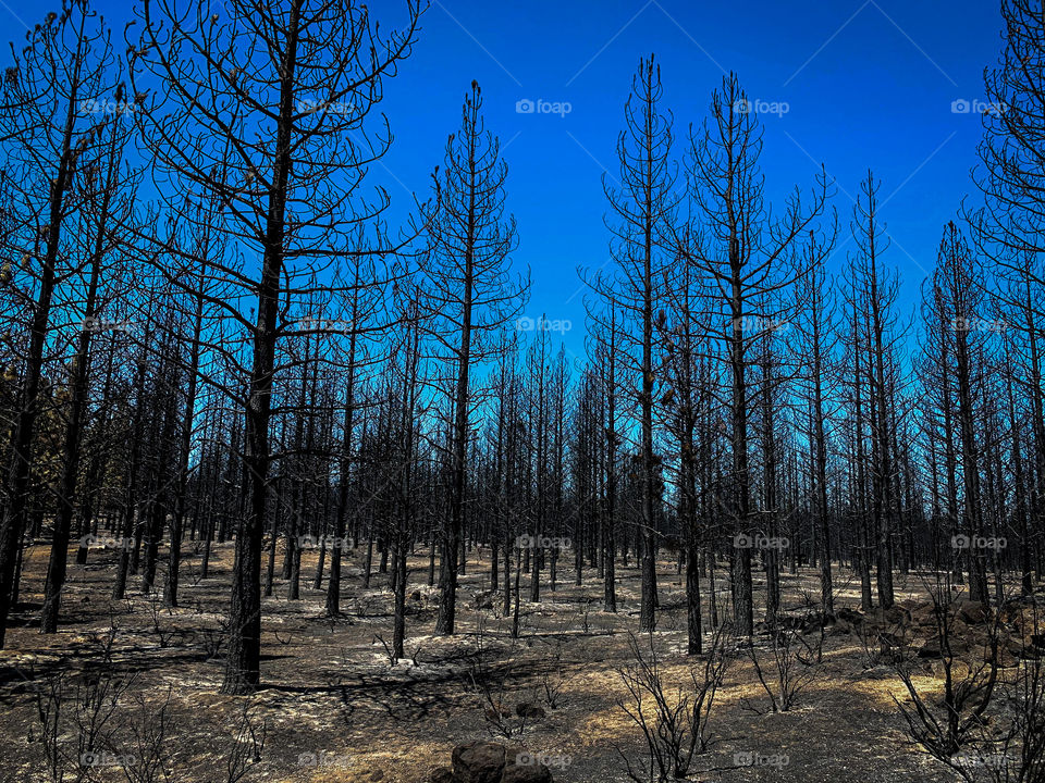 The remains of trees burned in a forest fire at the Modoc National Forest near the Lava Beds National Monument in California. 