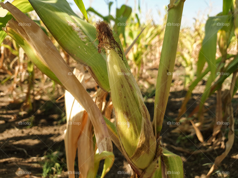 head of corn in the corn fields
