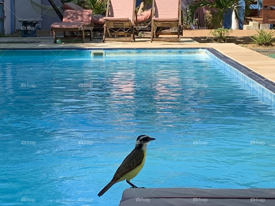 Yellow and gray bird against swimming pool 