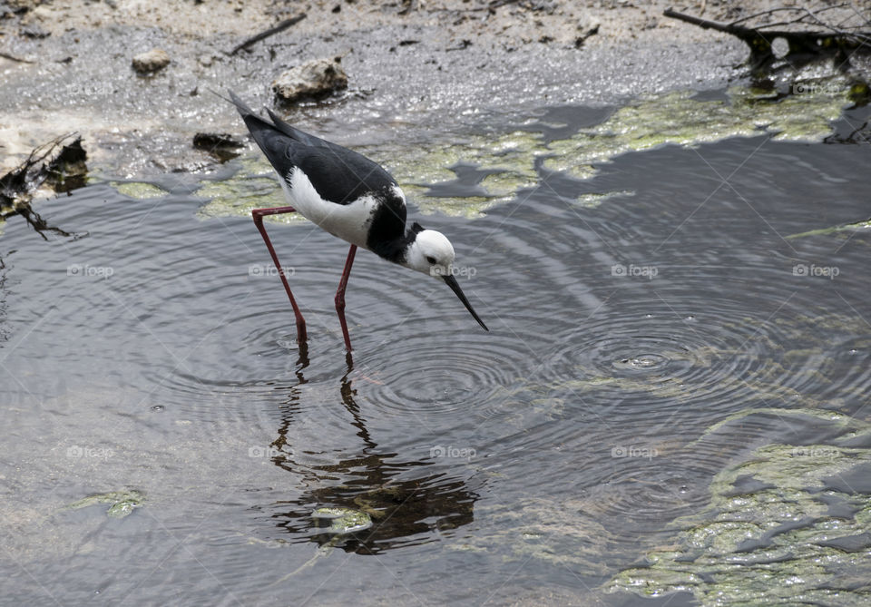 bird at wai-o-tapu