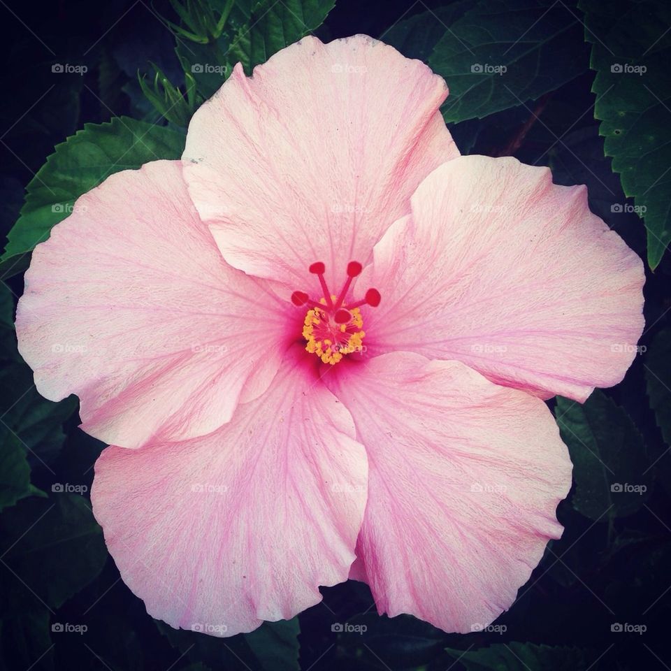 Pink Hibiscus 