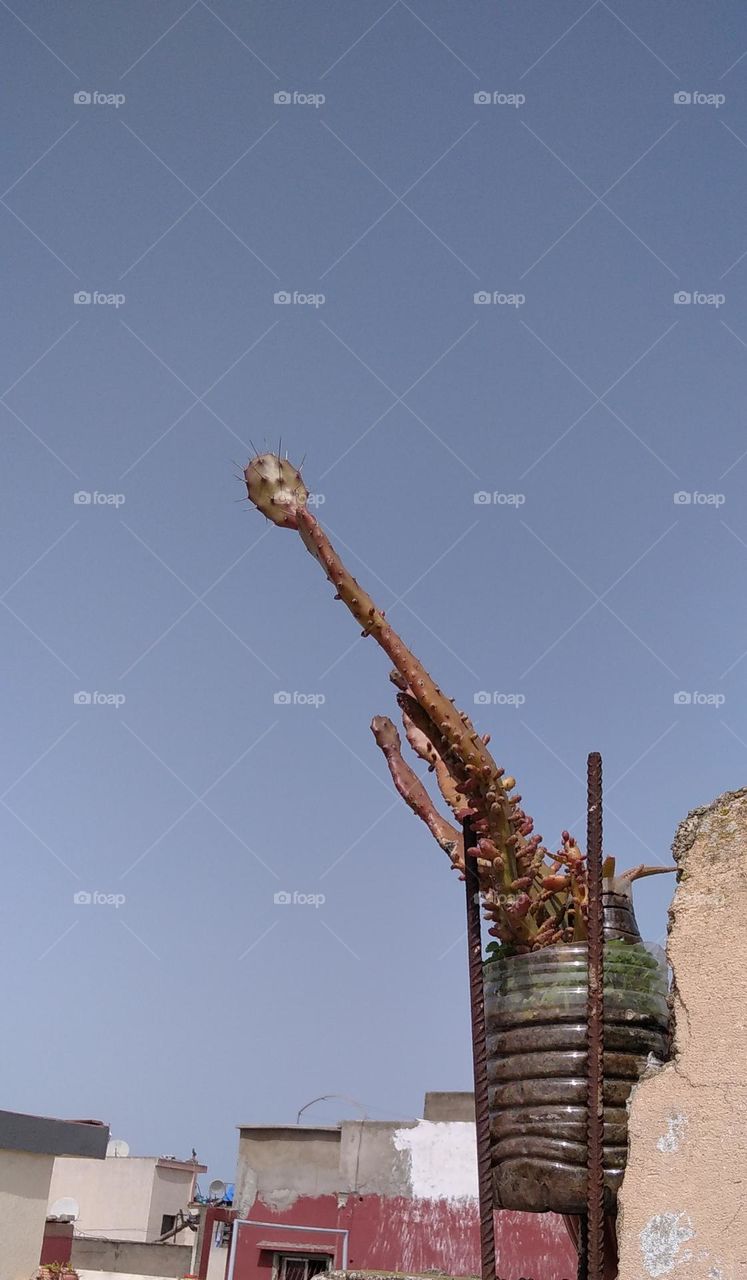 form of God's creation