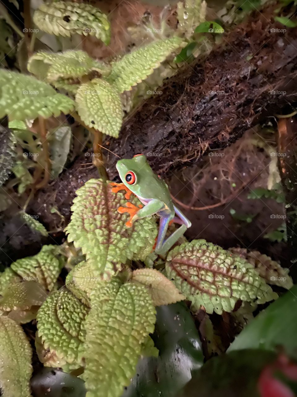 Red Eyed Tree Frog 