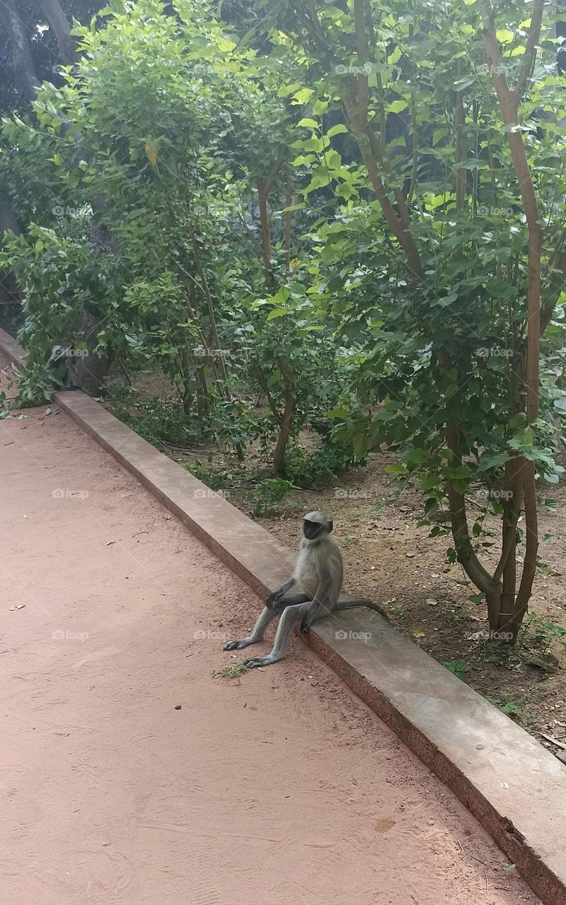 Gray langur