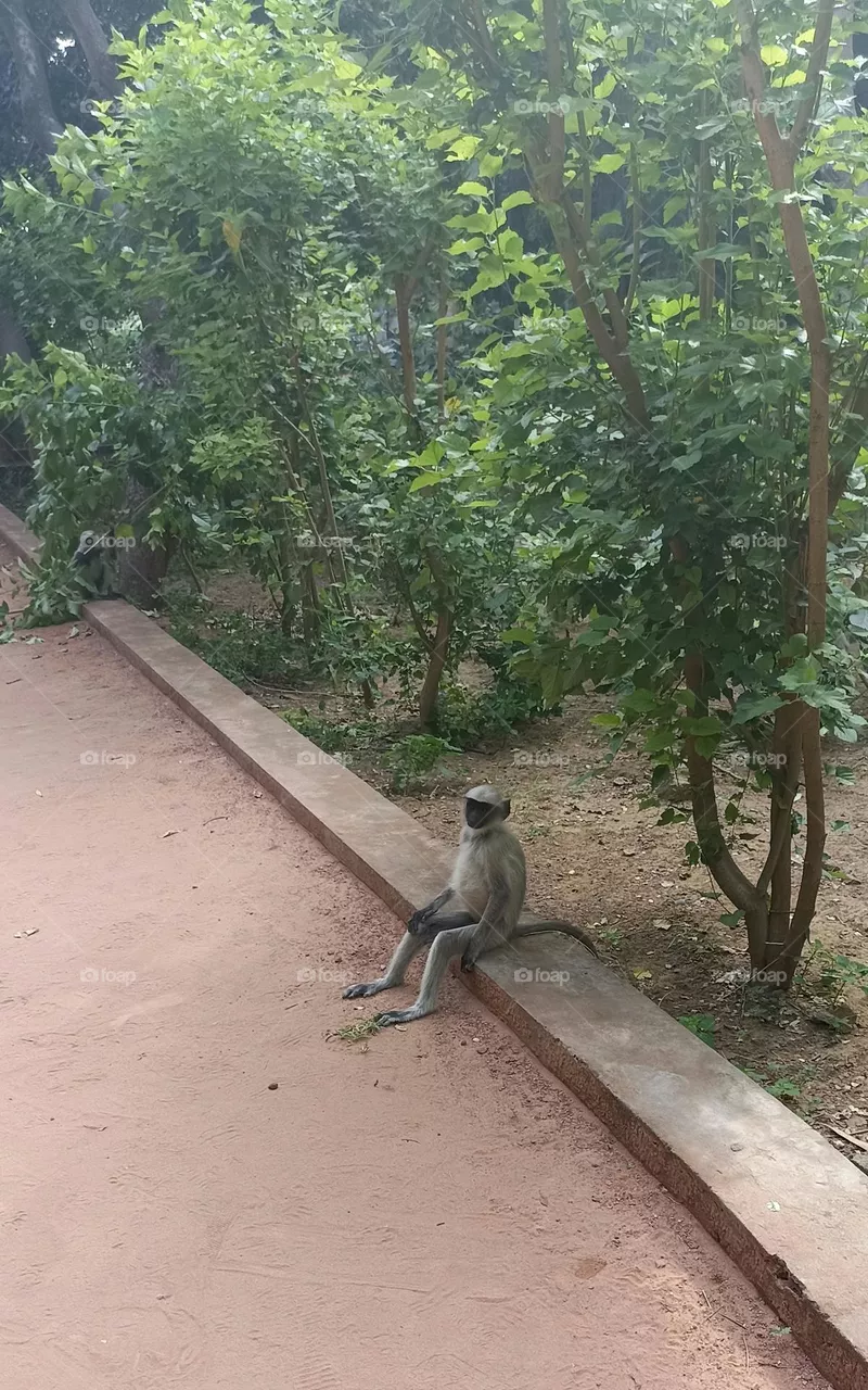 Gray langur