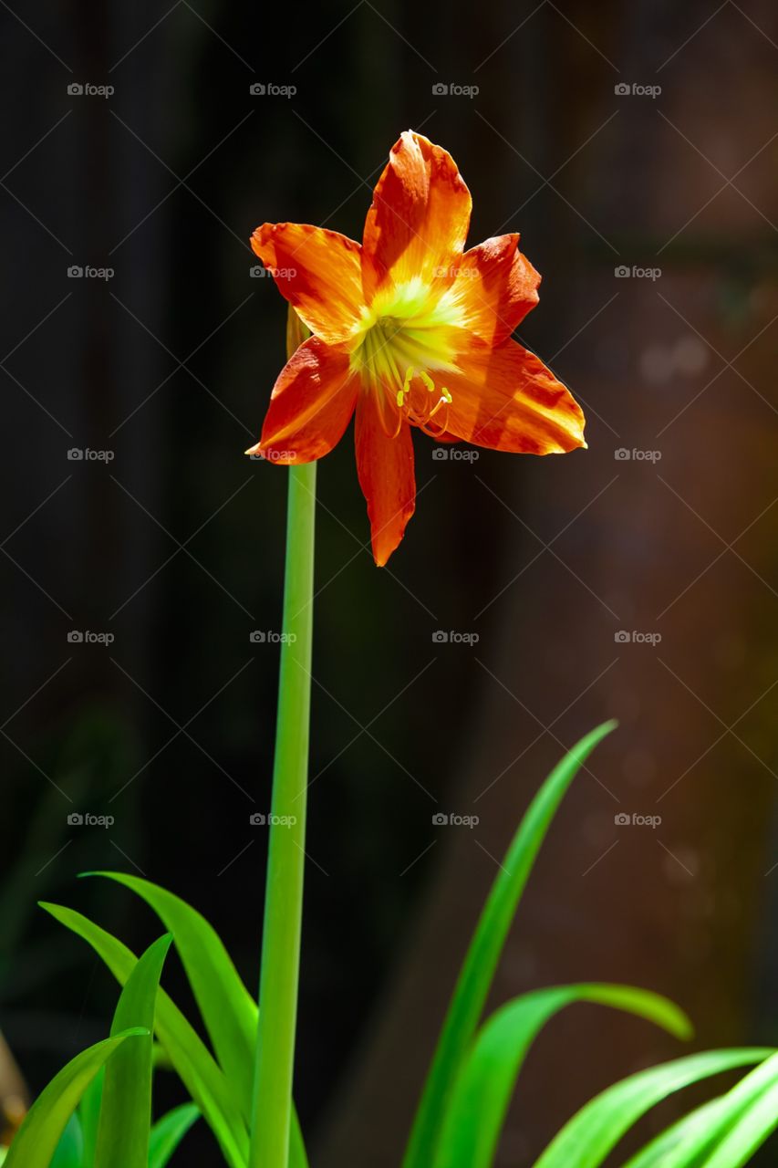 Lirio naranja con hojas 