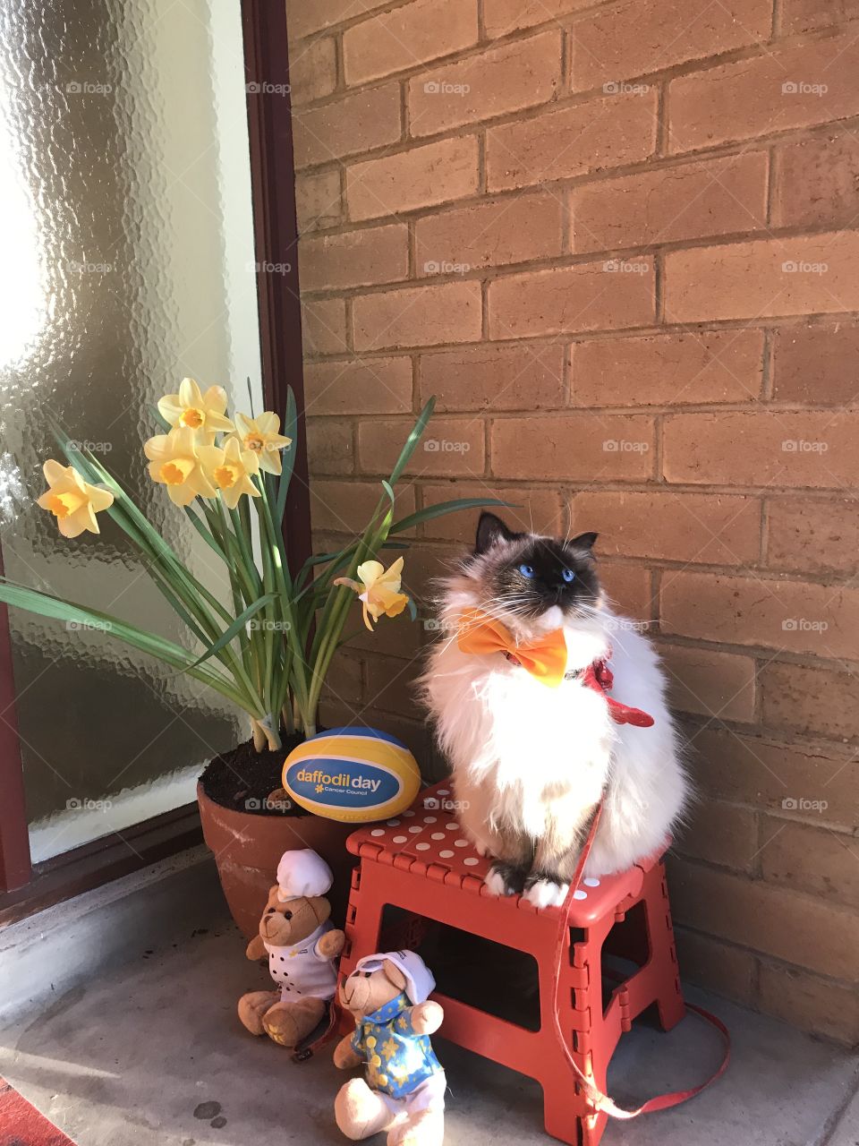 Misty with Daffodil flower and toys on Australian Daffodil Day 25th August 2017