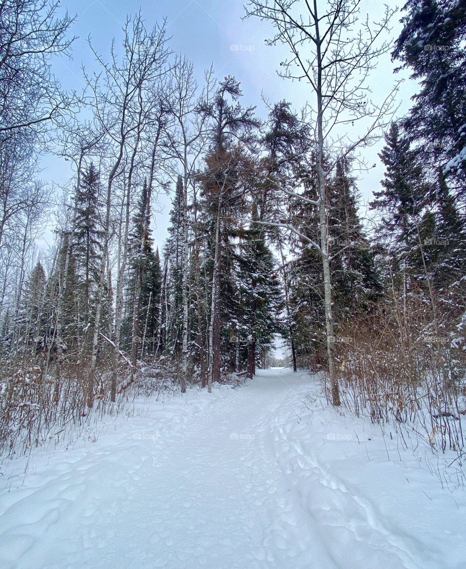 Peaceful winter trail 