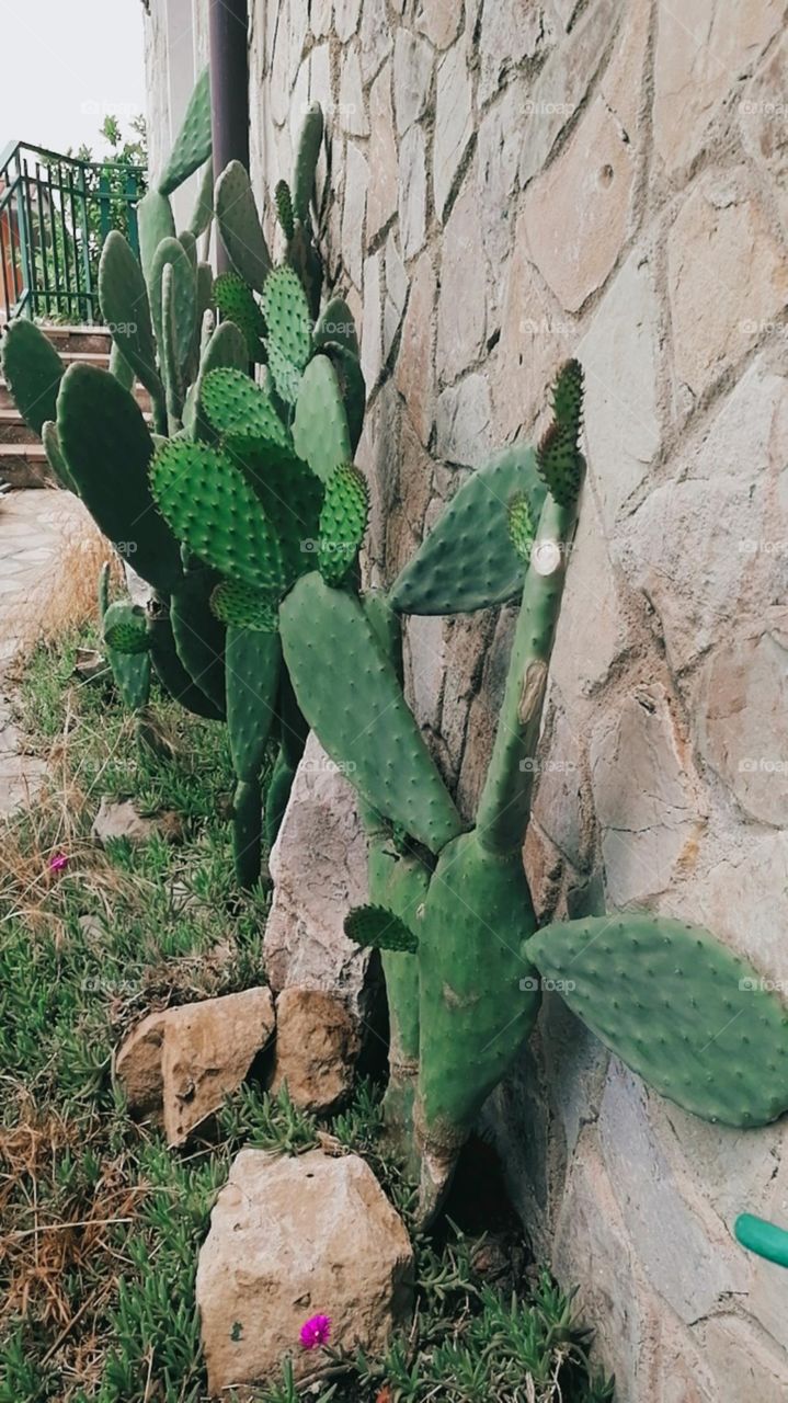 Cactus in my garden