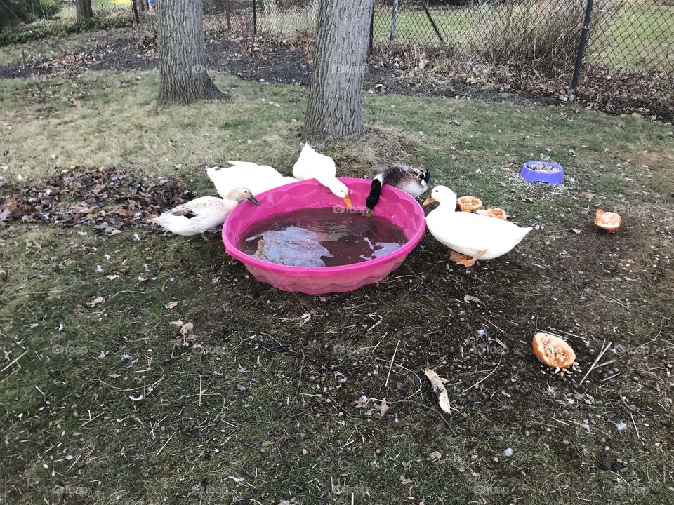 A mature duck pond