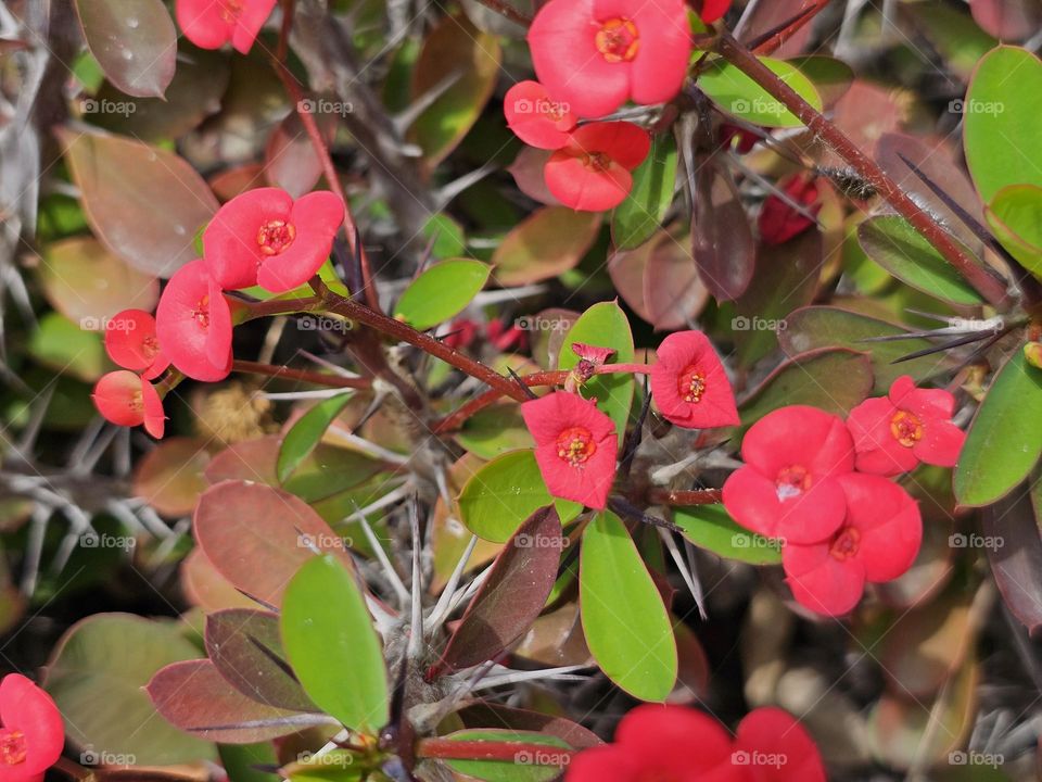 Beautiful small red flower, but with big thorns here photographed on a sunny day.  The bright red flowers almost glowing with radiance. It's name is Crown of thorns or Christ plant.