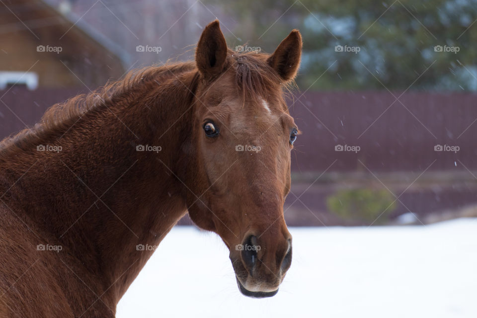 A very surprised brown horse looks around