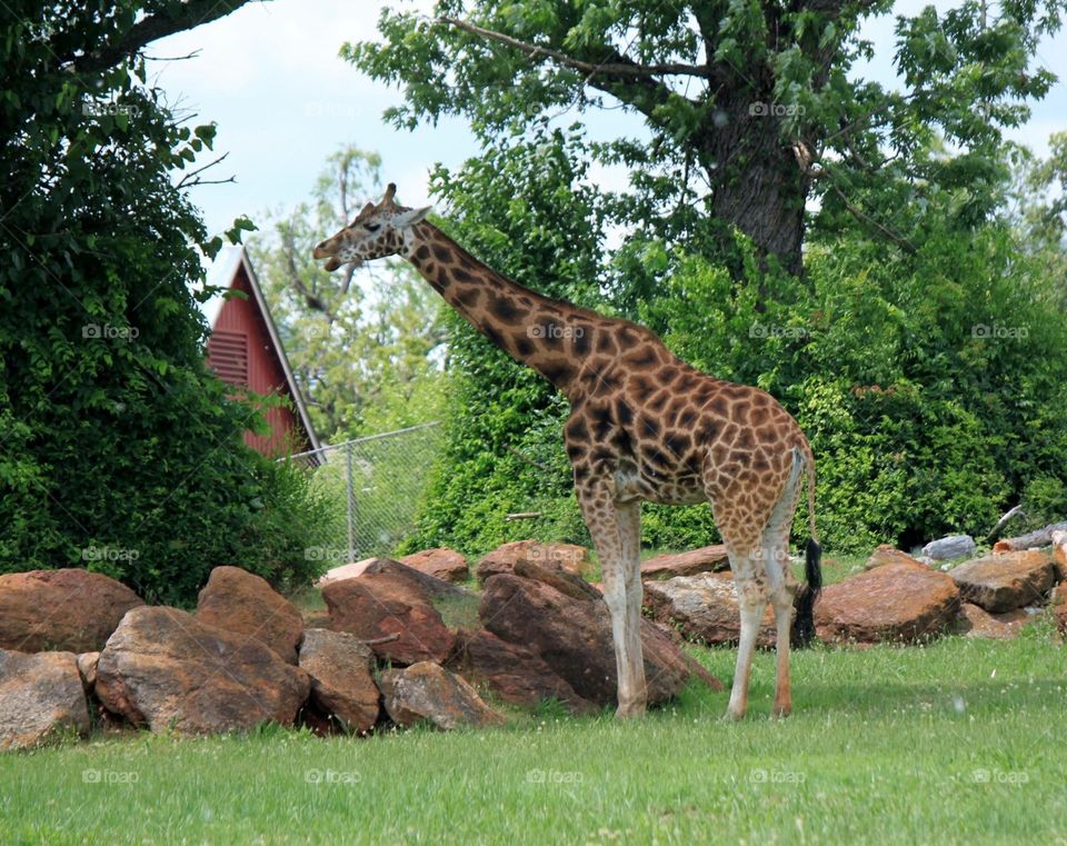 Beautiful full view of a giraffe in a outdoor setting. 