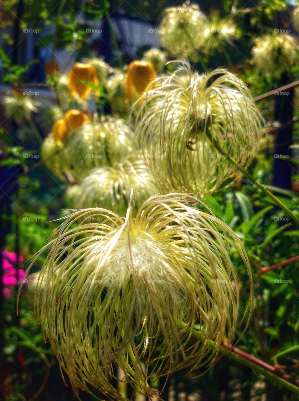 The lorax flower. An unusual flower found during the garden tour in Buffalo.