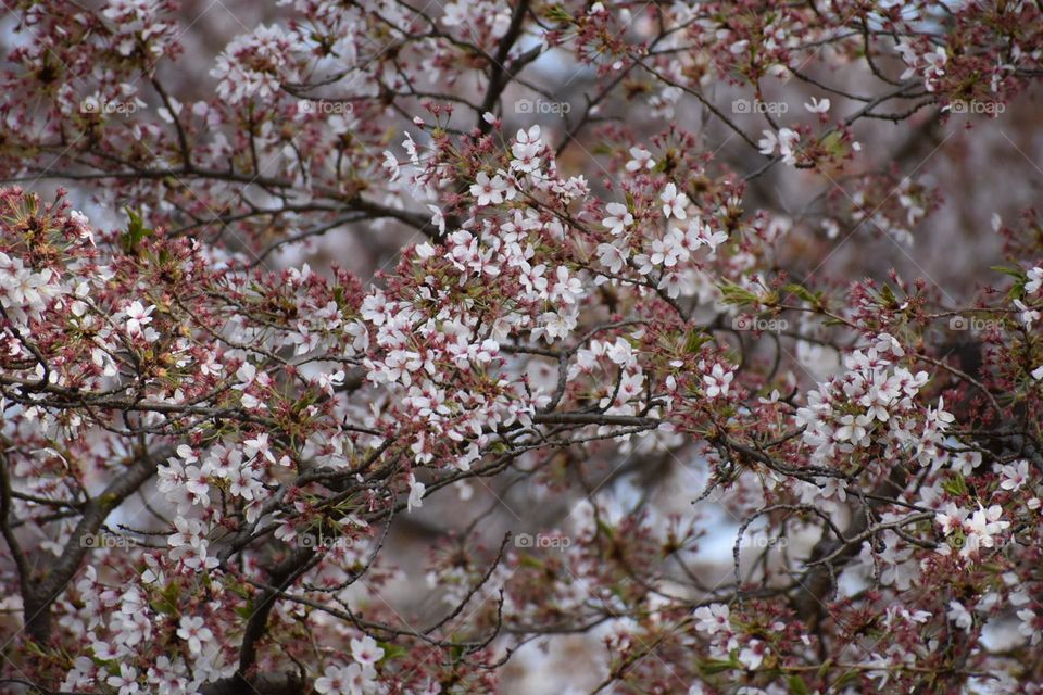 Cherry blossoms