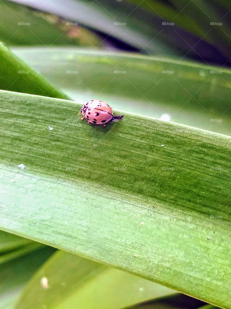 leaf and ladybug