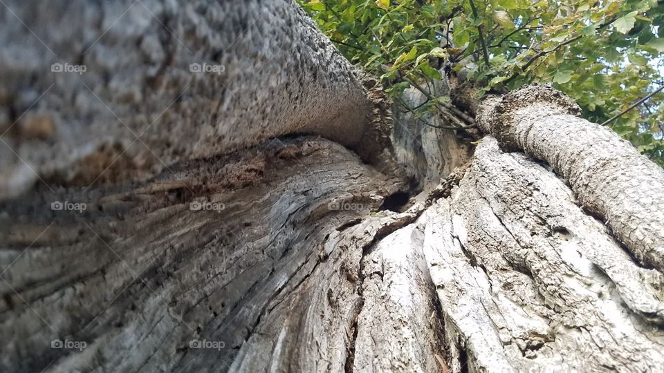 tree closeup