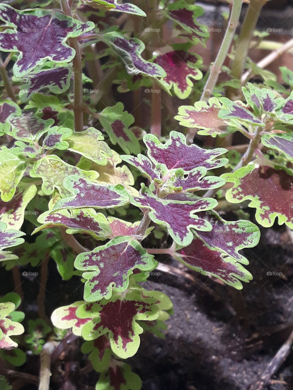 wine and green leavs