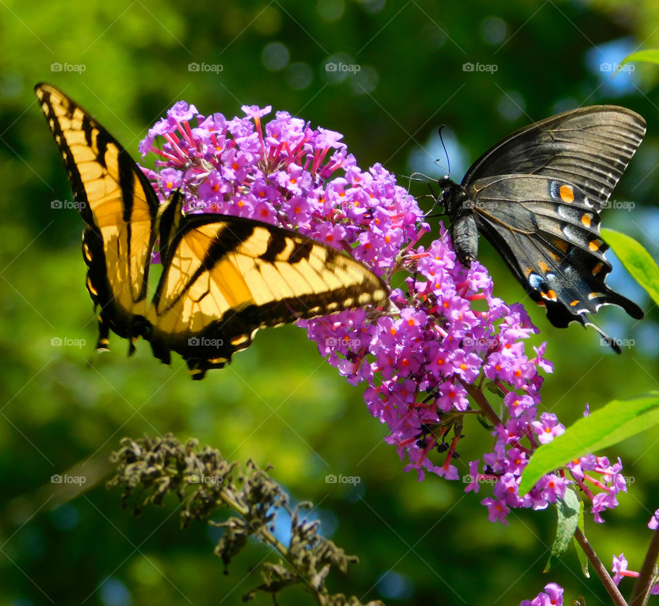 Two butterfly on pink flower