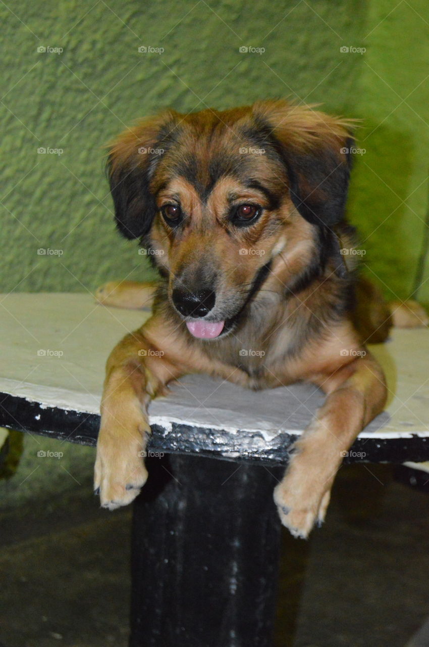 Lion. This is my dog.  I love when I get home after a long day and he is waiting for me 😍