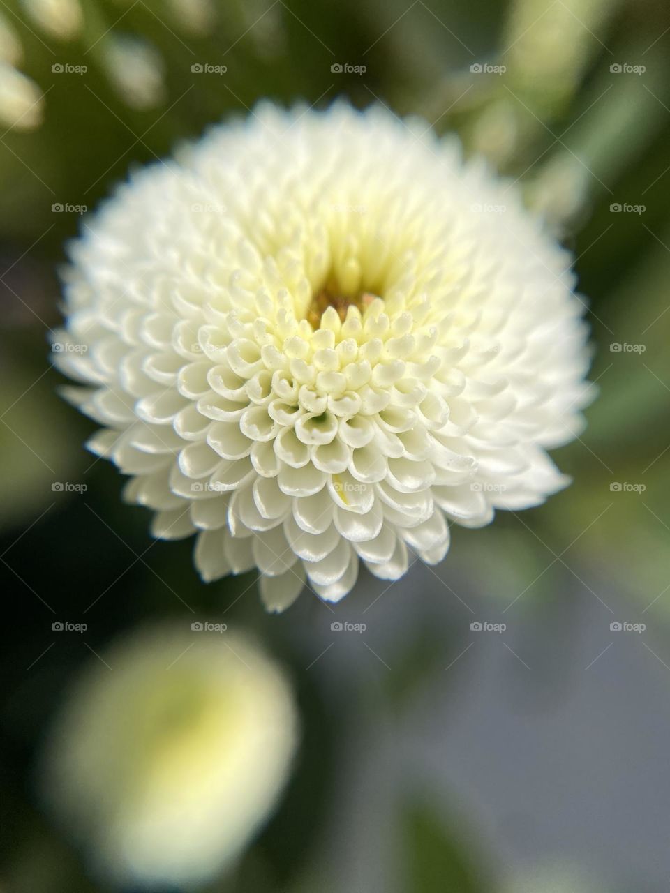 White flower