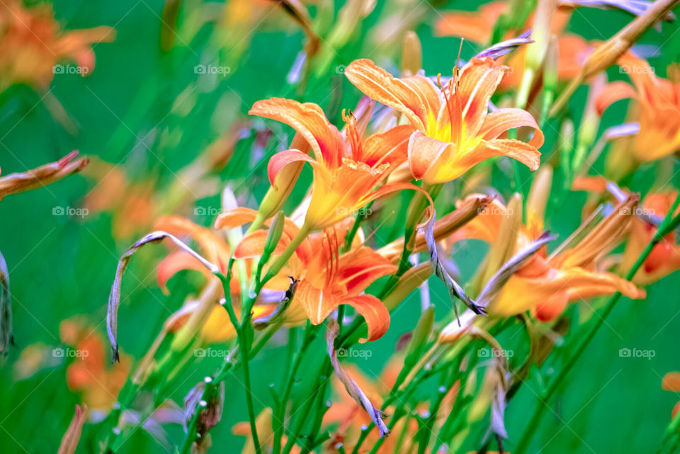 cottage flowers