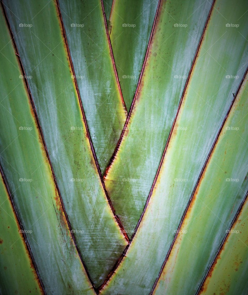 Tropical Palm plant