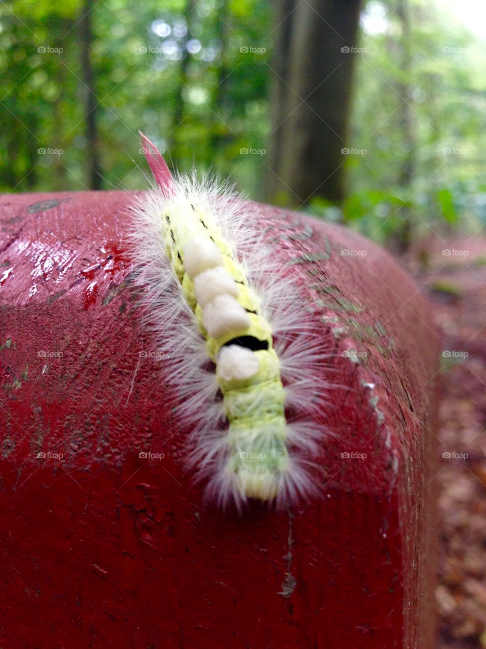 Fuzzy buddy