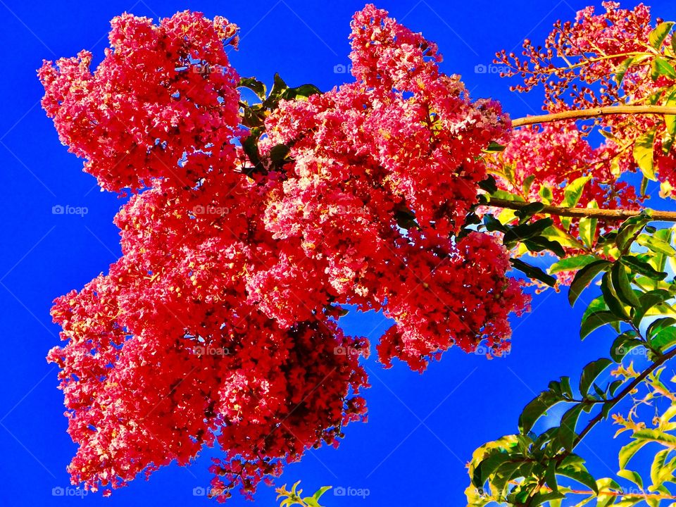 Red blooms