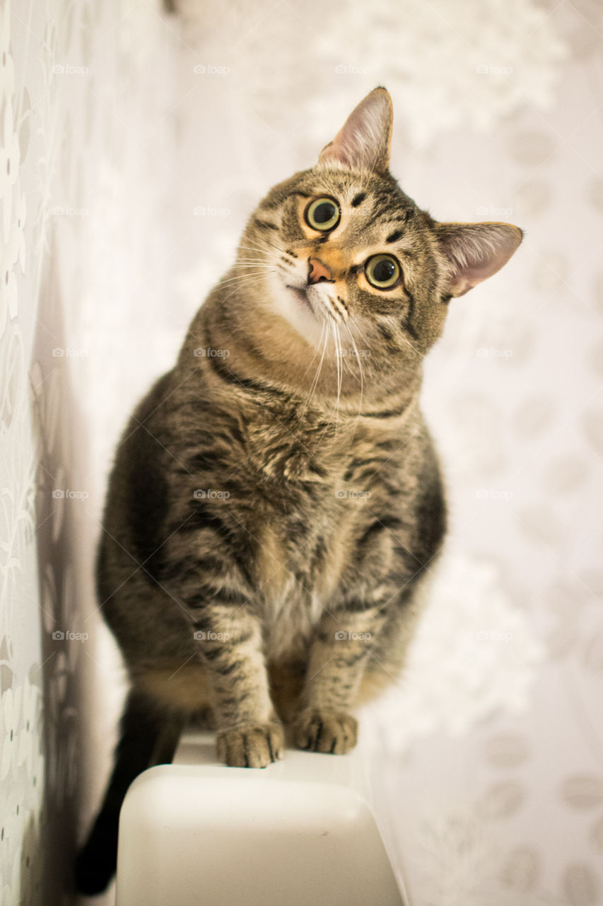 Close-up of cat looking up
