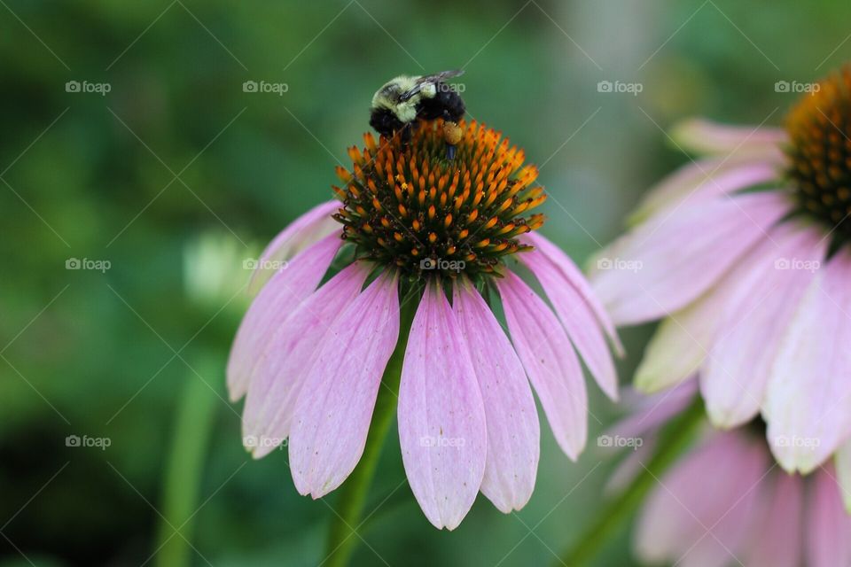 Echinacea with a bee