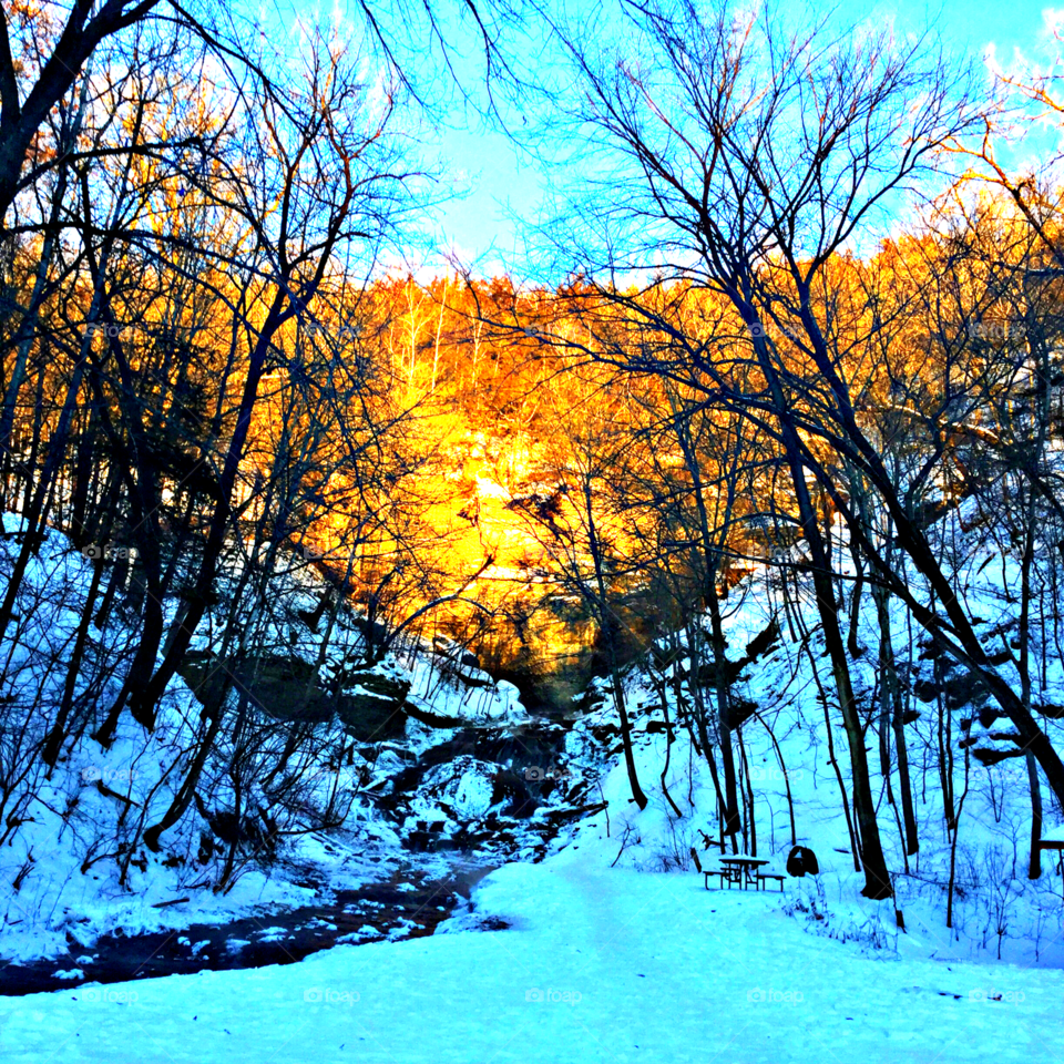 Snow, Winter, Tree, Wood, Season