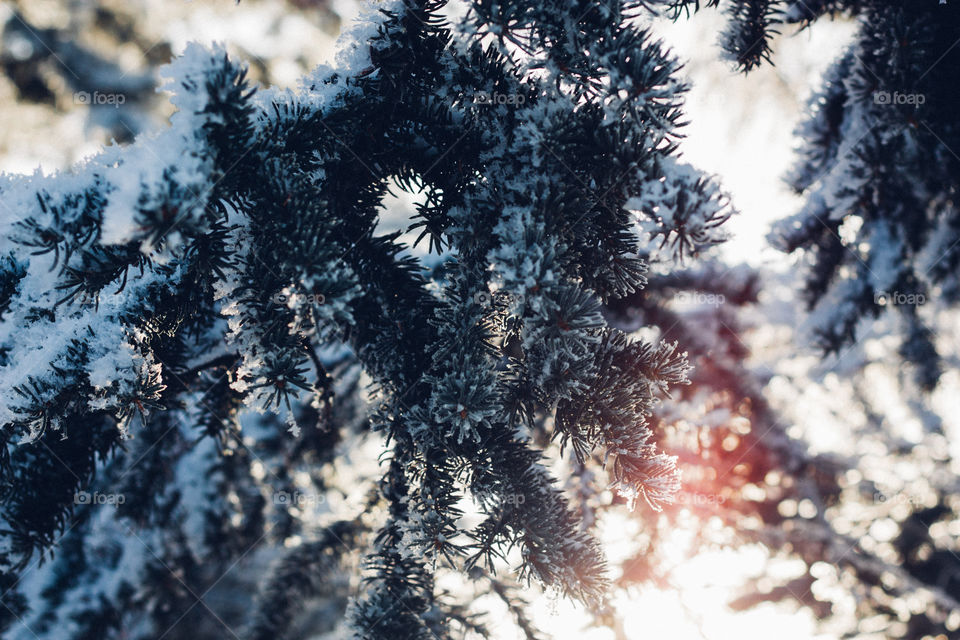 That morning frost in the forest with a morning sunrise 