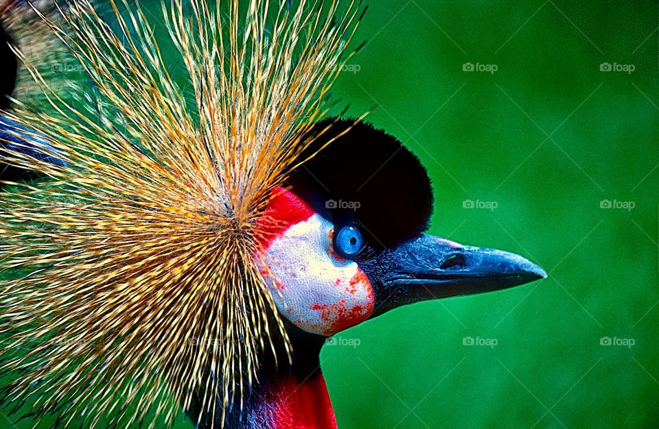 A close up head-only portrait of a Grey Crowned Crane.