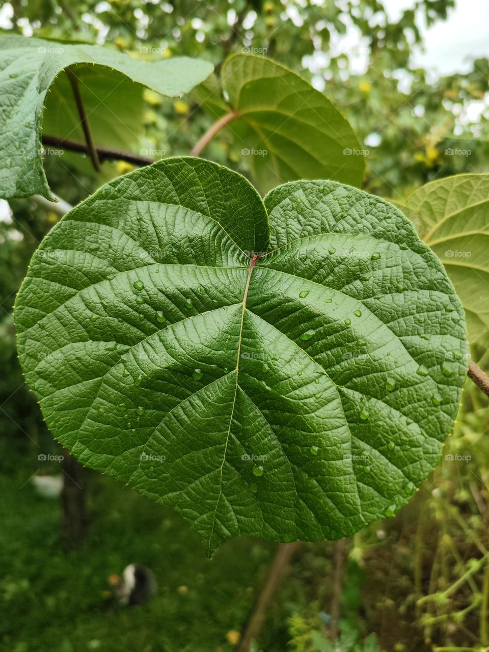 kiwi leafs 🥝