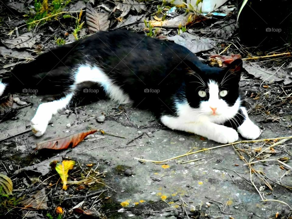 A bicolor cat ot Tuxedo Cat with white fur and solid black in a garden of the Italian island of Ischia