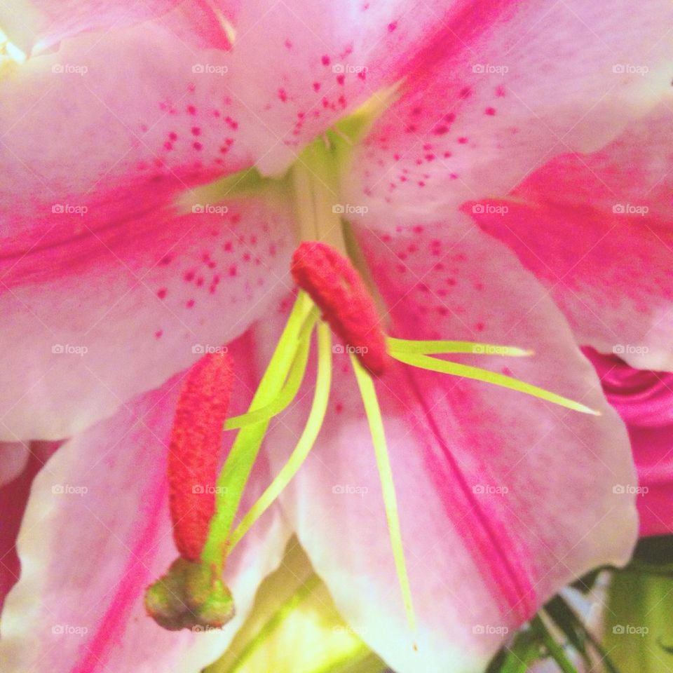 Pink Lily