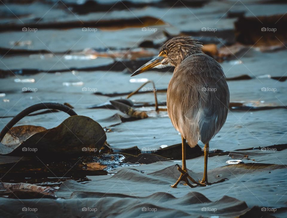 Bird photography - Heron - Natural Pond