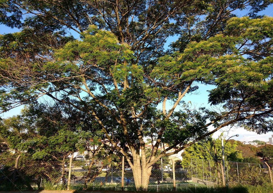 The majestic leafy tree