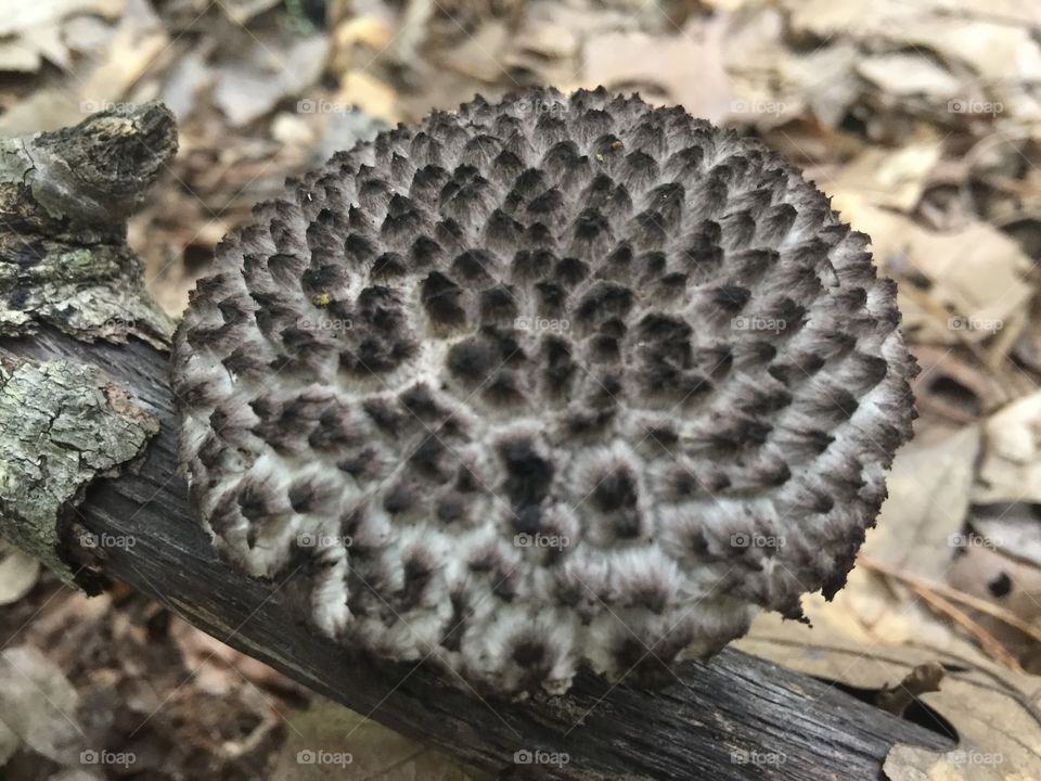 Black growth, fungus?