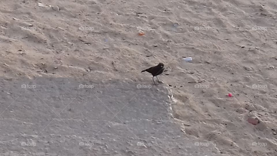 black bird looking for water in the desert