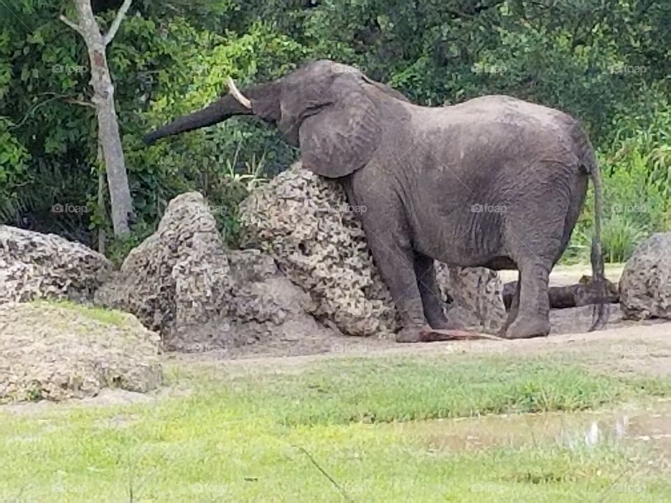 An elephant stretches for something high in the trees.