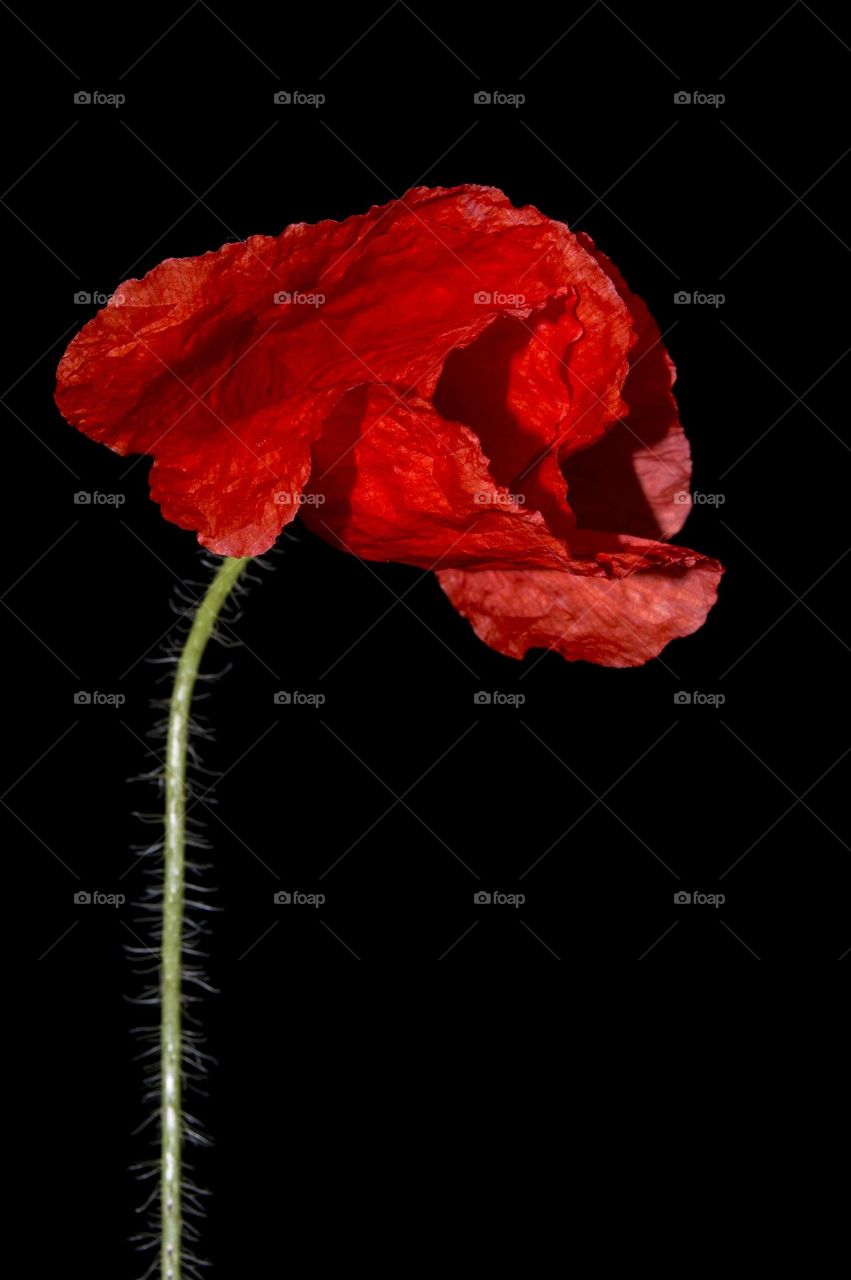 Poppy against the background of the night sky.