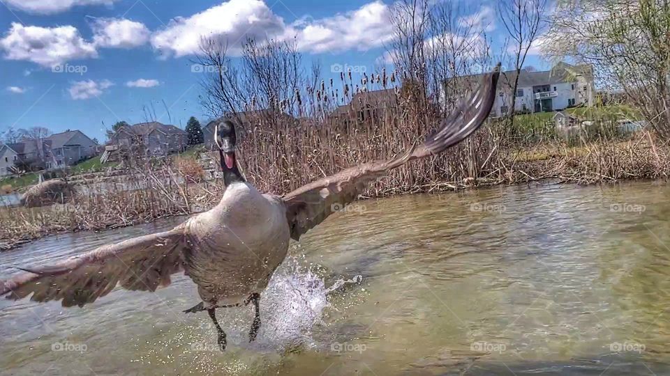 goose attack